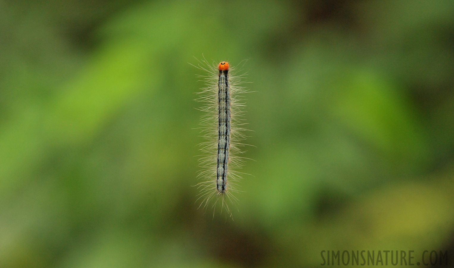 Sinharaja Forest Reserve [300 mm, 1/100 Sek. bei f / 8.0, ISO 4000]